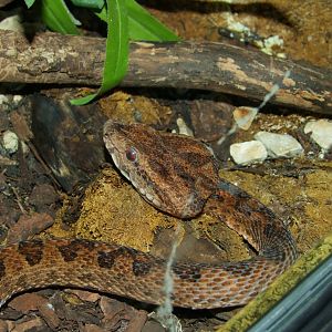 Protobothrops elegans