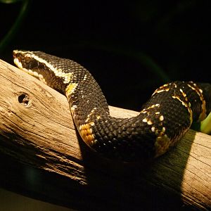 Agkistrodon bilieatus taylori