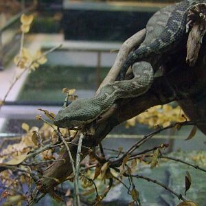 Macrovipera mauritanica