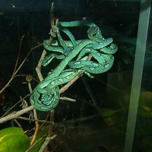 Trimeresurus trigonocephalus