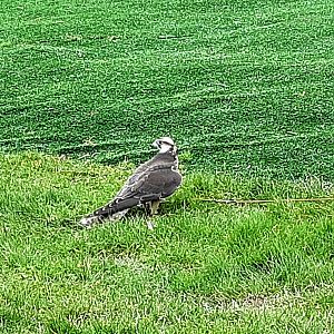 Lanner Falcon