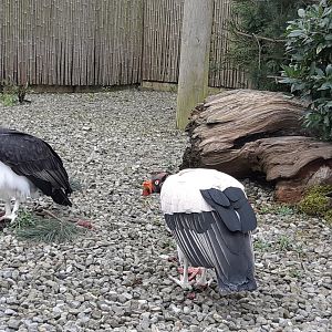 King Vultures