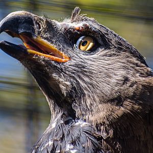 Crowned Eagle