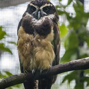 Spectacled owl