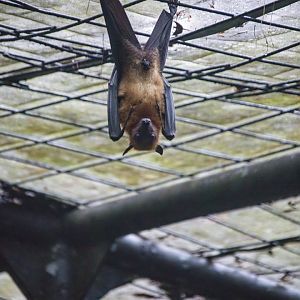 The large flying fox
