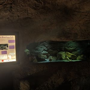 Omani blind cave fish enclosure