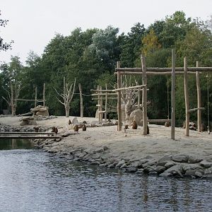 Island for Papio papio