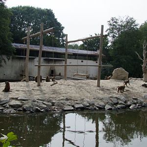 Island for Papio papio