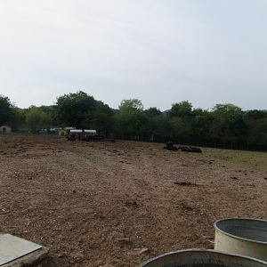 Enclosure Bubalus bubalis