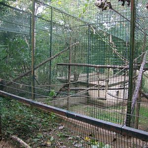 Enclosure Cebus apella