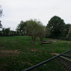 Enclosure Panthera leo