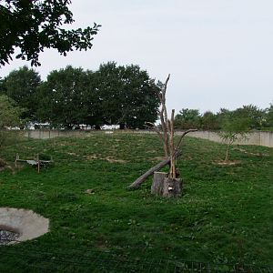 Enclosure Ursus arctos