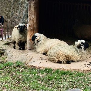 Valais Blacknose Sheep