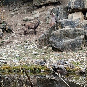 Alpine Ibex fighting each other