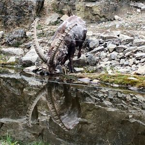 Alpine Ibex drinking