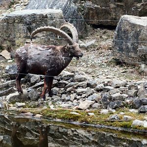 Alpine Ibex