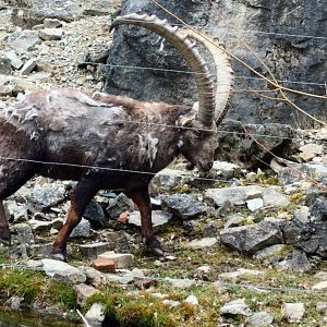 Alpine Ibex