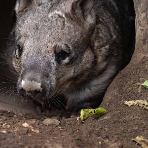 Southern Hairy-Nosed Wombat