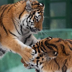 Amur Tigers