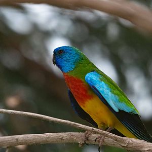 Scarlet-Chested Parrot