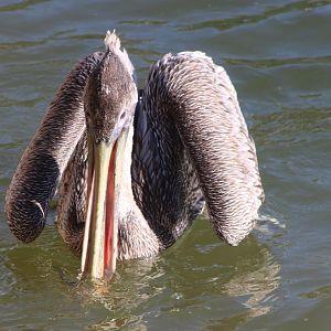Eastern brown pelican