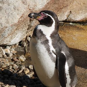 Humboldt penguin