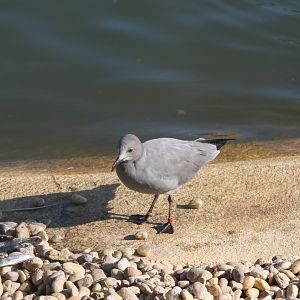 Grey gull