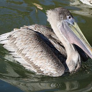 Eastern brown pelican
