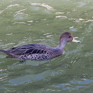 Yellow-billed pintail