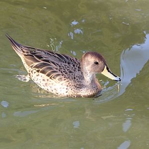 Yellow-billed pintail