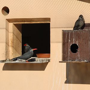 Inca terns and nestbox