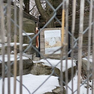 Former Dall sheep exhibit