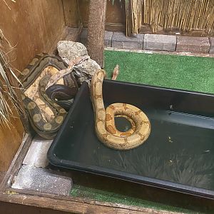 Snake Id?