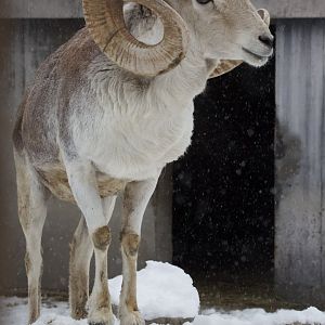 Marco Polo sheep/ Ovis polii