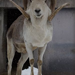 Marco Polo sheep/ Ovis polii
