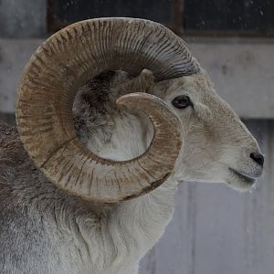 Marco Polo sheep/ Ovis polii