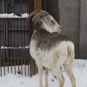 Marco Polo sheep/ Ovis polii