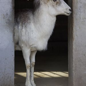 Marco Polo sheep/ Ovis polii
