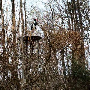 Black Stork on nesting Plattform