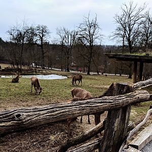 European Red Deer Enclosure