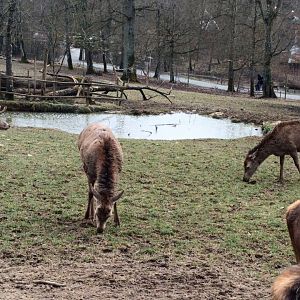 European Red Deer