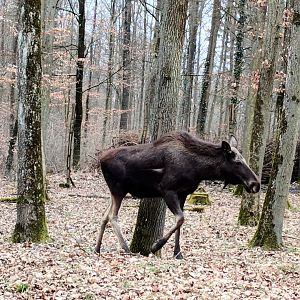 European Moose