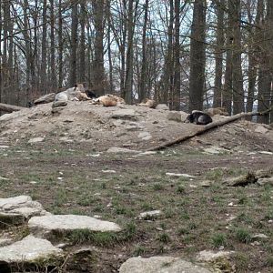 Gray Wolfes/Timber Wolfes