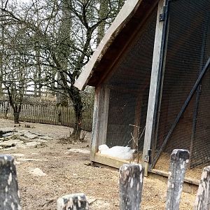 Domestic Duck/Domestic Chicken/Vorwerk Chicken Enclosure