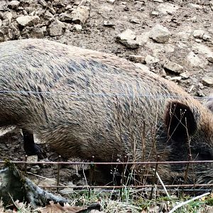 European Wild Boar