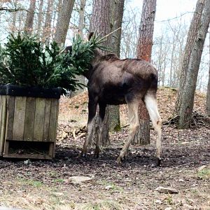 European Moose Enrichment