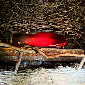 North American Beaver Indoor Enclosure