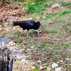 Northern bald Ibis