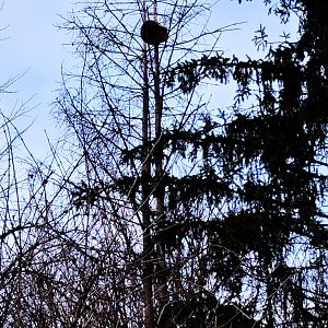 Common Racoon in Tree Canopy