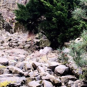 Arctic Fox Enclosure